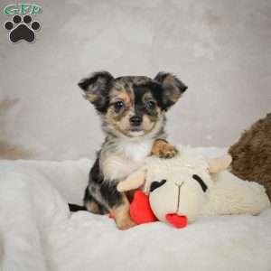 Cutie, Chihuahua Puppy