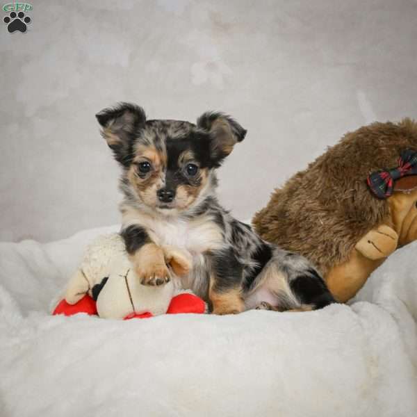 Cutie, Chihuahua Puppy