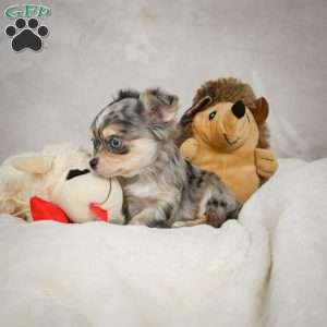 Sunshine, Chihuahua Puppy