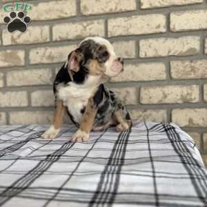 Misty    SPECIAL NEEDS, Beabull Puppy