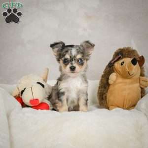 Sunshine, Chihuahua Puppy