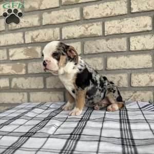 Misty    SPECIAL NEEDS, Beabull Puppy