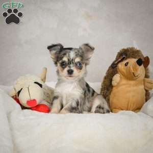 Sunshine, Chihuahua Puppy