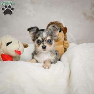 Sunshine, Chihuahua Puppy