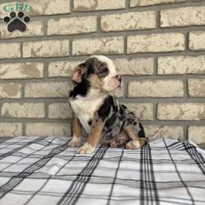 Misty    SPECIAL NEEDS, Beabull Puppy