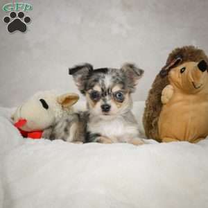 Sunshine, Chihuahua Puppy