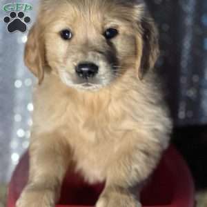 Riley, Golden Retriever Puppy