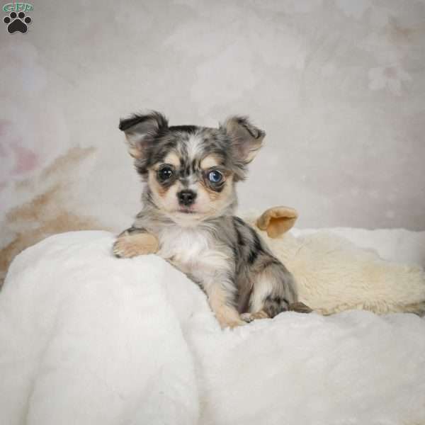 Sunshine, Chihuahua Puppy