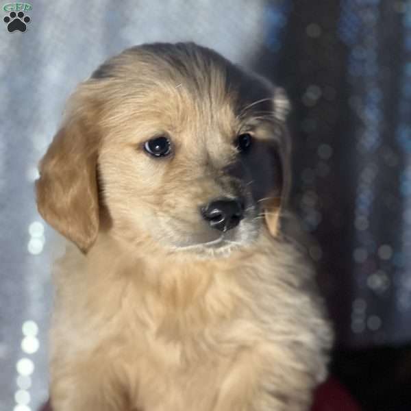 Riley, Golden Retriever Puppy