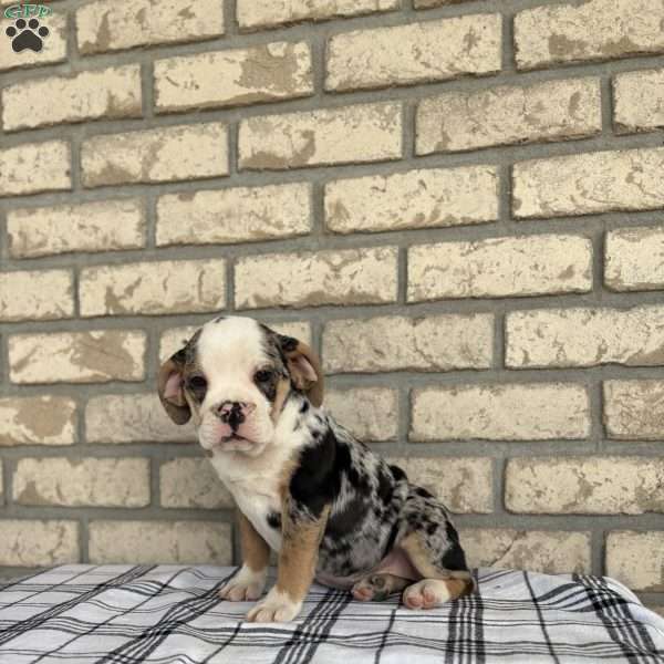 Misty    SPECIAL NEEDS, Beabull Puppy