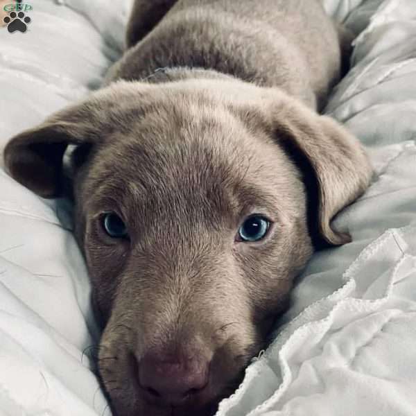 Bruce, Silver Labrador Retriever Puppy