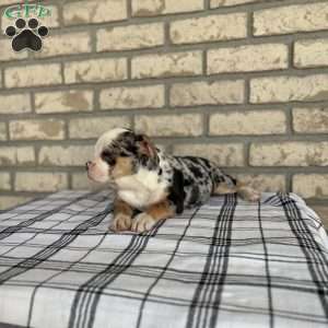 Misty    SPECIAL NEEDS, Beabull Puppy