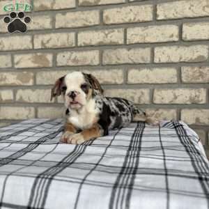 Misty    SPECIAL NEEDS, Beabull Puppy