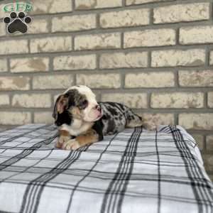 Misty    SPECIAL NEEDS, Beabull Puppy