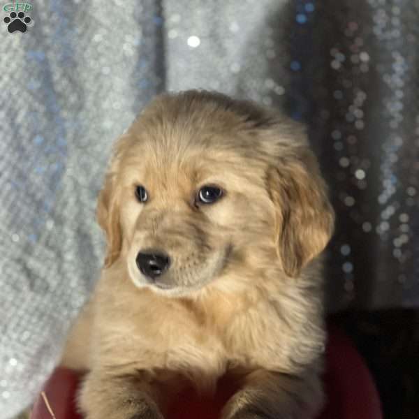 Rocco, Golden Retriever Puppy