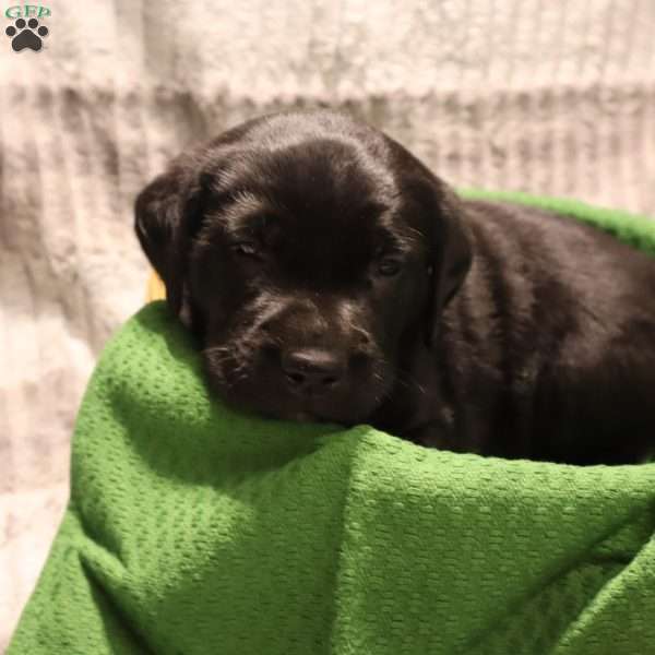 Gus, Black Labrador Retriever Puppy