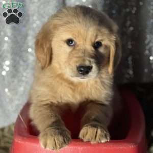 Rocco, Golden Retriever Puppy