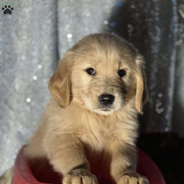 Ronald, Golden Retriever Puppy