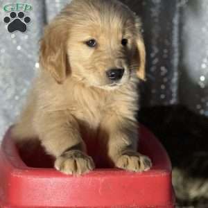 Ronald, Golden Retriever Puppy