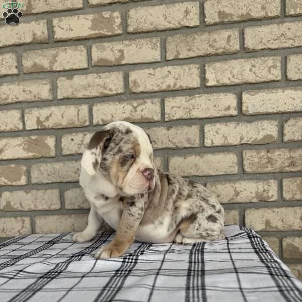 Layla, Beabull Puppy