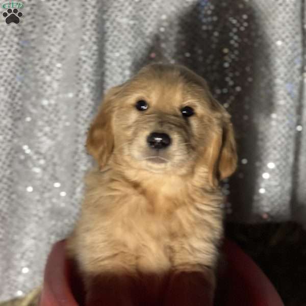 Reggie, Golden Retriever Puppy