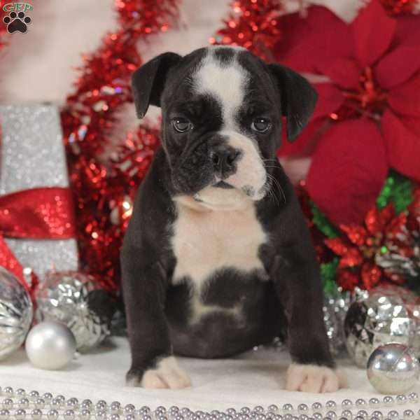 Briskit, English Bulldog Mix Puppy