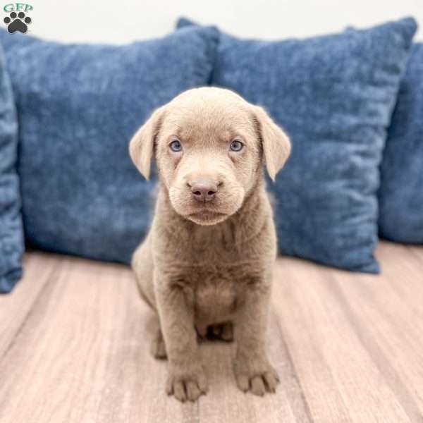 Zane, Silver Labrador Retriever Puppy
