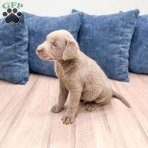 Zane, Silver Labrador Retriever Puppy