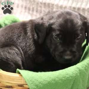 Gus, Black Labrador Retriever Puppy