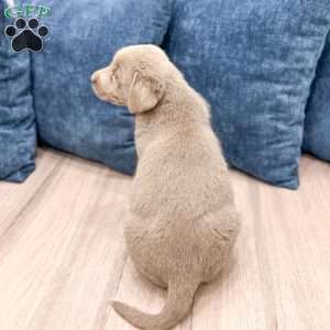 Zane, Silver Labrador Retriever Puppy