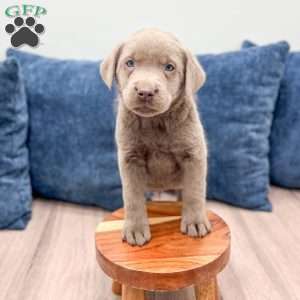 Zane, Silver Labrador Retriever Puppy