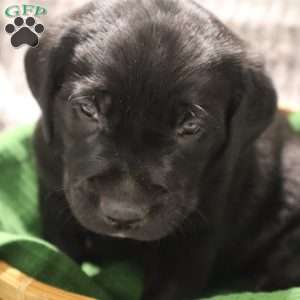 Gus, Black Labrador Retriever Puppy