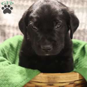 Gus, Black Labrador Retriever Puppy