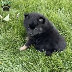 Tucker, Pomeranian Puppy