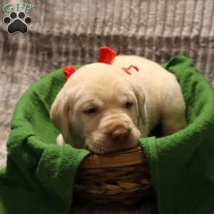 Hadley, Yellow Labrador Retriever Puppy