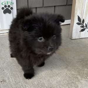Max, Pomeranian Puppy