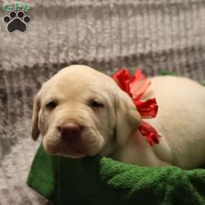 Hadley, Yellow Labrador Retriever Puppy