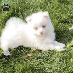 Angel, Pomeranian Puppy