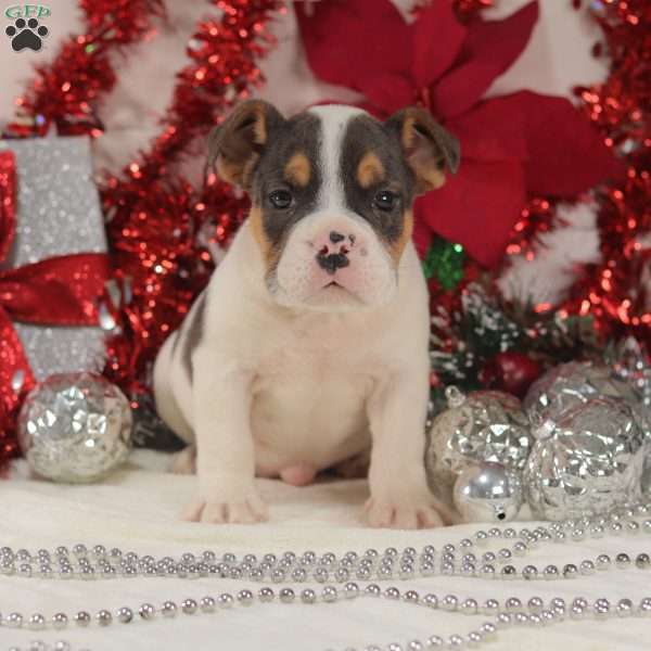 Meatball, English Bulldog Mix Puppy