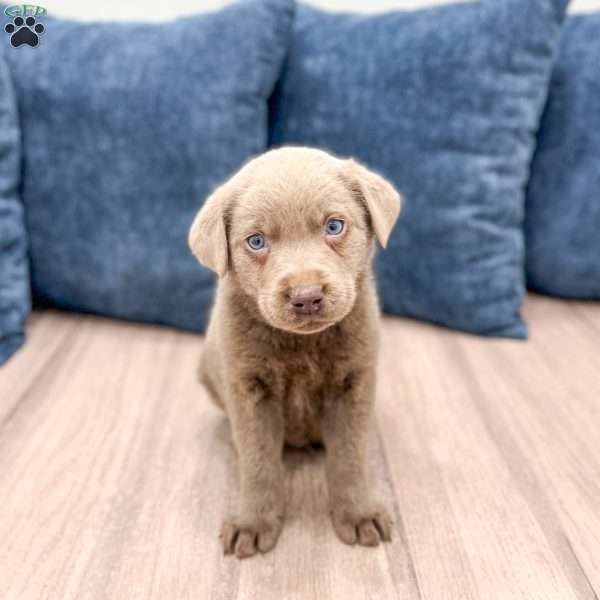 Sterling, Silver Labrador Retriever Puppy