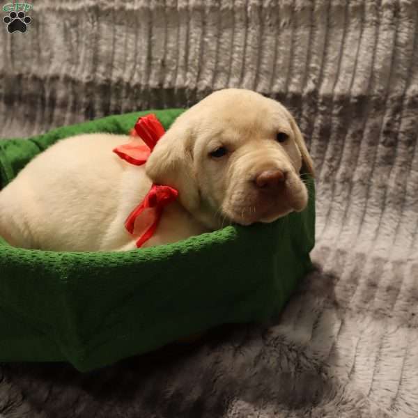 Hadley, Yellow Labrador Retriever Puppy