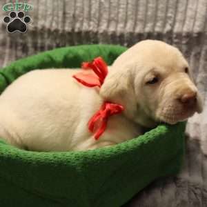 Hadley, Yellow Labrador Retriever Puppy