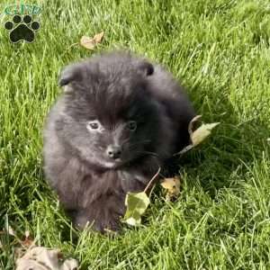 Max, Pomeranian Puppy