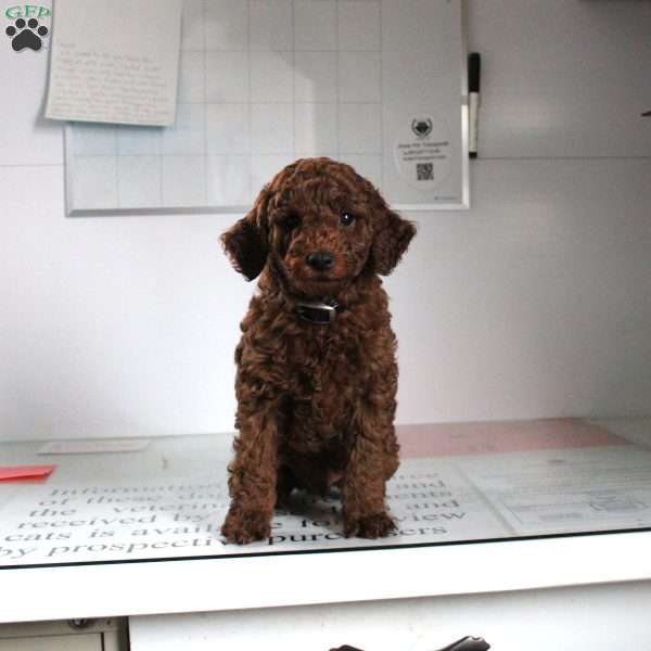 Randy, Miniature Poodle Puppy