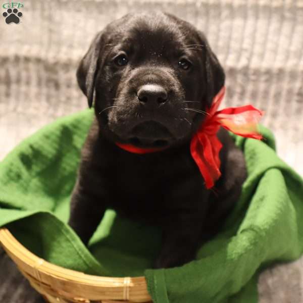 Hank, Yellow Labrador Retriever Puppy