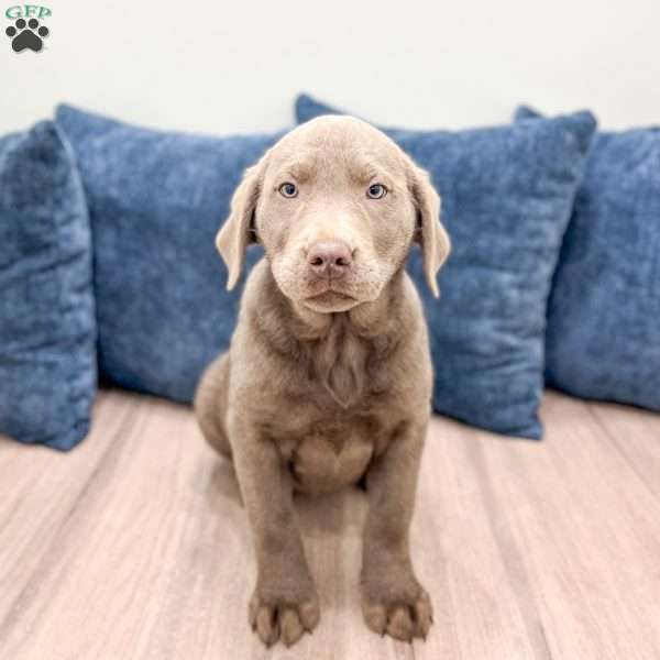 Lucy, Silver Labrador Retriever Puppy