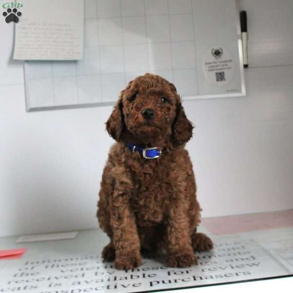 Ronnie, Miniature Poodle Puppy