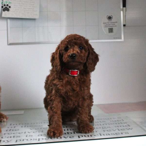 Wilma, Miniature Poodle Puppy