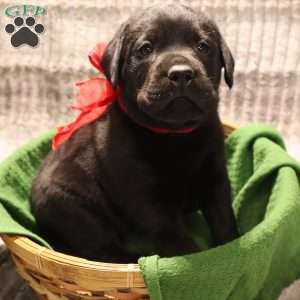 Hank, Yellow Labrador Retriever Puppy