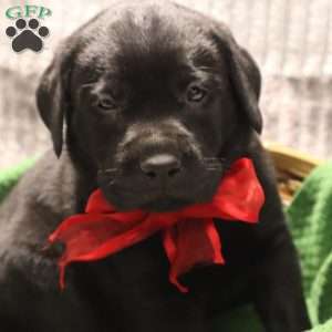 Hank, Yellow Labrador Retriever Puppy